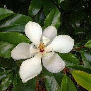 Meet your Posher, Anne